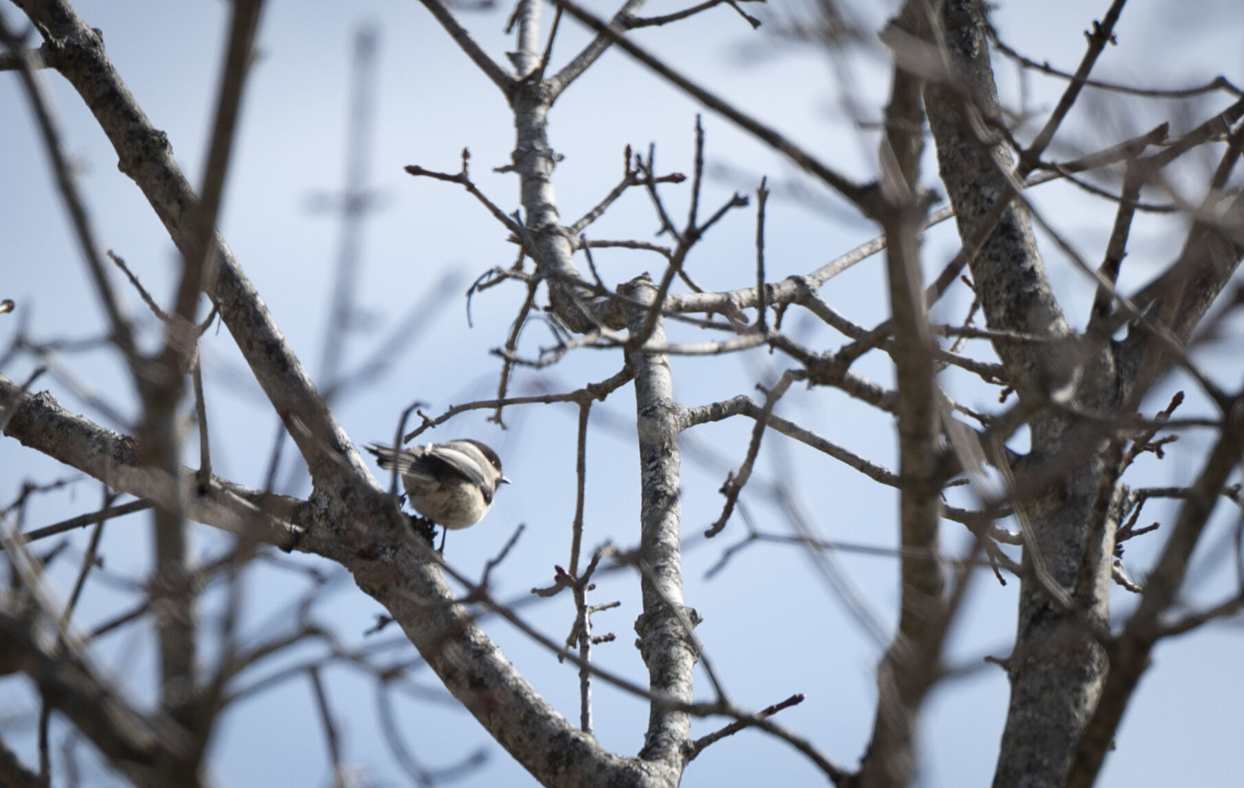 As weather patterns change, bird watching in New Hampshire looks different